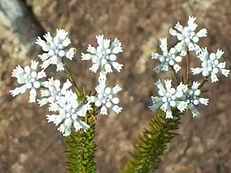 Conospermum incurvum