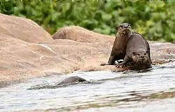 Smooth-coated otter, Tungabhadra River Bank, Humpi, Karnataka, India