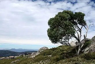 Eucalyptus pauciflora perto de Thredbo