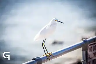 Ponce Inlet Beach, Flórida, Estados Unidos.