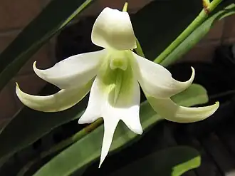 Sobennikoffia humbertiana