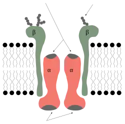Subunidades alfa e beta da Na+/K+ ATPase