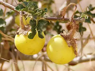 Frutos de Solanum sodomeum