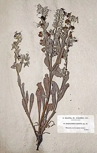 Solenanthus lanatus Balansa coleção MHNT
