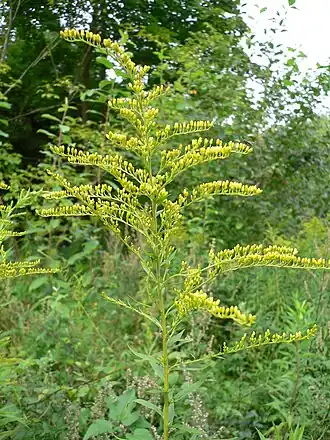 Solidago canadensis