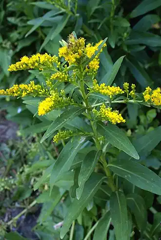 Solidago sempervirens L. (ASTERACEAE), Flor de Cubres, na Fajã dos Cubres, ilha de São Jorge, Açores, Portugal.