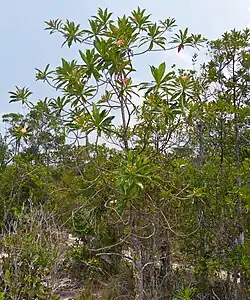 Ploiarium alternifolium.
