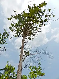 Ploiarium alternifolium.