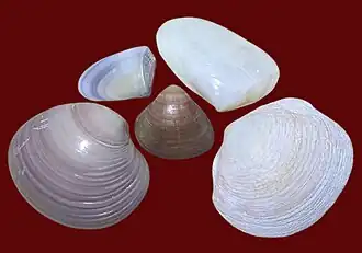 Espécies denominadas sernambi no Brasil, segundo o Dicionário Aurélio e o Dicionário Houaiss: Donax hanleyanus Philippi, 1847, da família Donacidae (acima, à esquerda),[6] Amarilladesma mactroides (Reeve, 1854), da família Mesodesmatidae (acima, à direita),[7] Tivela mactroides (Born, 1778) (no centro),[8] Eucallista purpurata (Lamarck, 1818) (abaixo, à esquerda),[9] ambas da família Veneridae, e Phacoides pectinatus (Gmelin, 1791), da família Lucinidae (abaixo, à direita).[10]