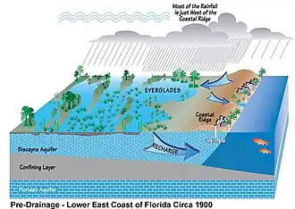 Ilustração digital colorida da drenagem de água histórica no sul da Flórida, mostrando camadas subterrâneas: um aquífero Biscayne completo no topo, uma camada intermediária de rocha confinante e o aquífero Floridan na base; setas indicam que o aquífero Biscayne é recarregado pelos Everglades e é limitado pelo Oceano Atlântico subterraneamente. O texto indica que os Everglades são alimentados por água da chuva que cai a oeste da Cordilheira Costeira do Atlântico