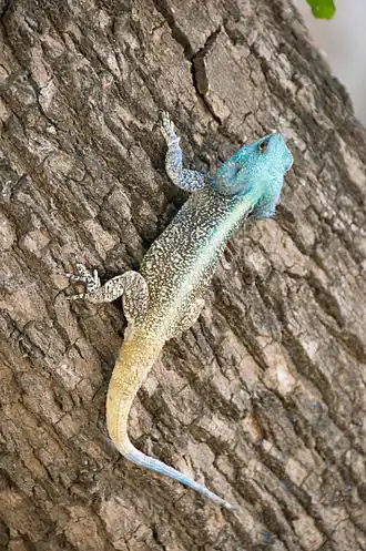 Acanthocercus atricollis