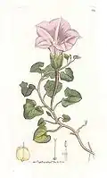 Convolvulus soldanella