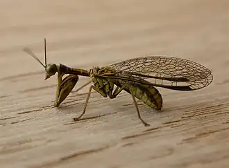 Fotografia de um Neuroptera Mantispidae da espécie Spaminta minjerribae.