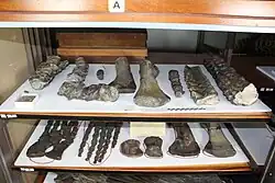 Armário com porta de vidro contendo fósseis desarticulados e organizados em prateleiras.