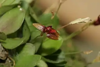 Specklinia rubidantha