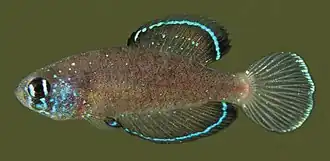 Macho de Spectrolebias gracilis