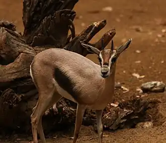 Gazela-de-speke