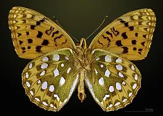 △ Argynnis aglaja