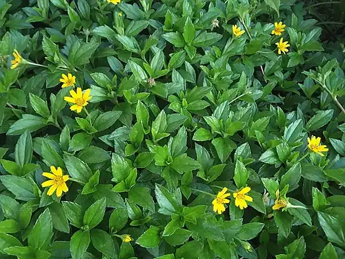 Cobertura de Sphagneticola trilobata