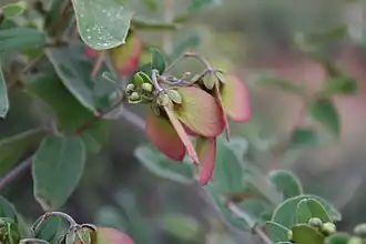 Sphedamnocarpus galphimiifolius