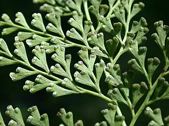 Sphenomeris chinensis.