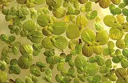 Spirodela polyrhiza (maior) comparada com Landoltia punctata (mais pequena).