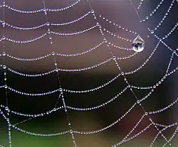 Catenárias em uma teia de aranha