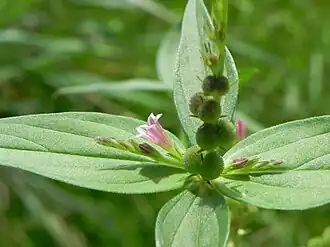Spigelia anthelmia no Parque Olhos D'Água, em Brasília, no Brasil