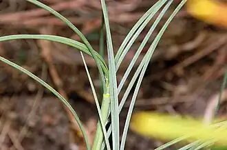 Spinifex longifolius.