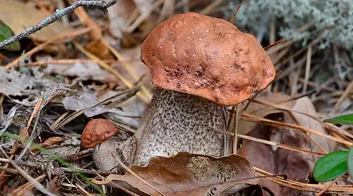 Leccinum versipelle, Nova Jersey, EUA