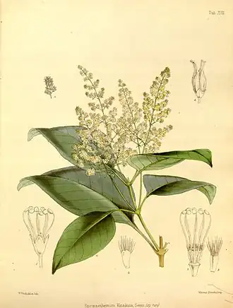 Spiraeanthemum katakata