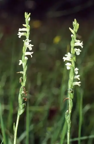 Spiranthes aestivalis em inflorescência.