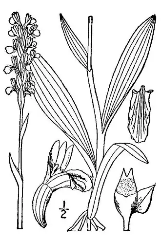 Spiranthes lucida.