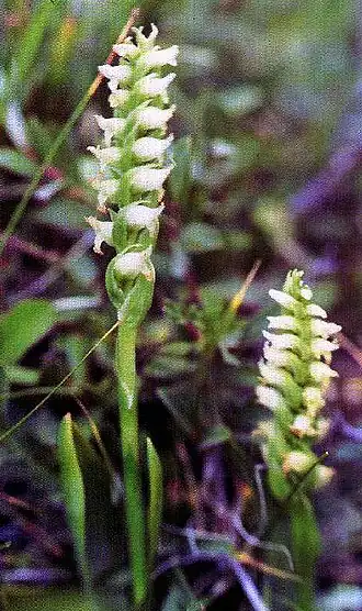 Spiranthes romanzoffiana.