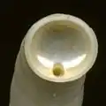 Fotografia da abertura da concha de Spirula spirula mostrando o furo por onde passa seu sifão.