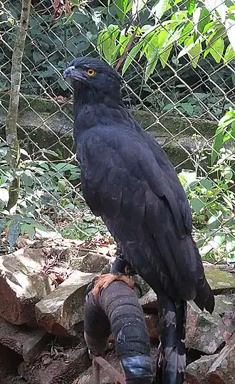 Gavião-pega-macaco (Spizaetus tyrannus) em cativeiro
