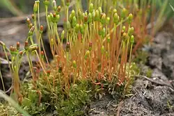 Splachnum sphaericum.