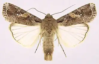 Adulto de Spodoptera frugiperda