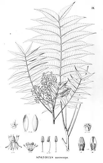 Spondias macrocarpa