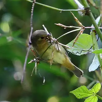 Cigarra-verdadeira fêmea em Parque Estadual Intervales, São Paulo, Brasil