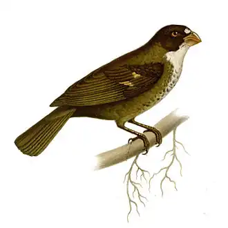 Ilustração de 1868 de Josephe Huët em Nouvelles Archives du Muséum d'histoire Naturelle