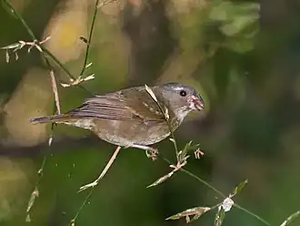 Espécime avistado no Parque Estadual da Serra da Cantareira, em São Paulo, no Brasil