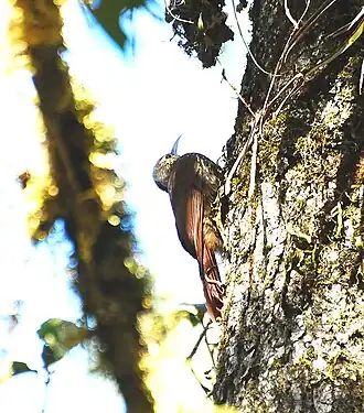 Lepidocolaptes affinis