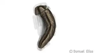 ilustração representativa de um Spriggina.