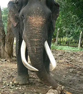 Um elefante-do-sri-lanka macho