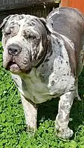 Bandog, um cruzamento entre cães de presa, com mastins de guarda, com duas ou mais raças diferentes com cães de trabalho sem raça definida (Vira lata)