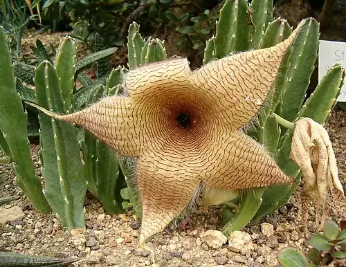 Flor da S. gigantea