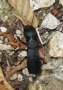 Forma adulta com as gândulas odoríferas visíveis.