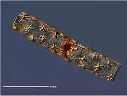 Diatomácea em forma de estrela