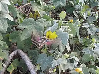 Agrius cingulata avistado em 2014 visitando Gossypium tomentosum